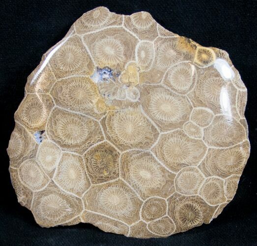 Polished Fossil Coral Head - Very Detailed #9343